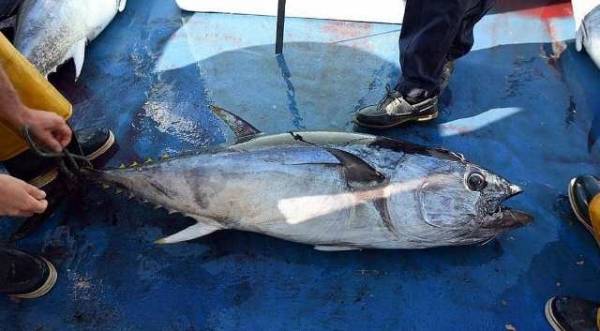 إصطادوا سمكة قيمتها 3 ملايين دولار… ماذا فعلوا بها؟