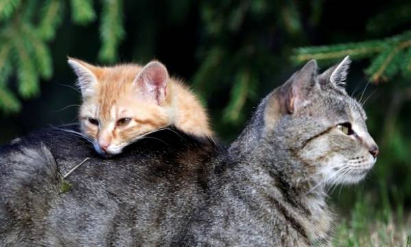 قطة تأكل الشاورما من “السيخ” مباشرة في لبنان