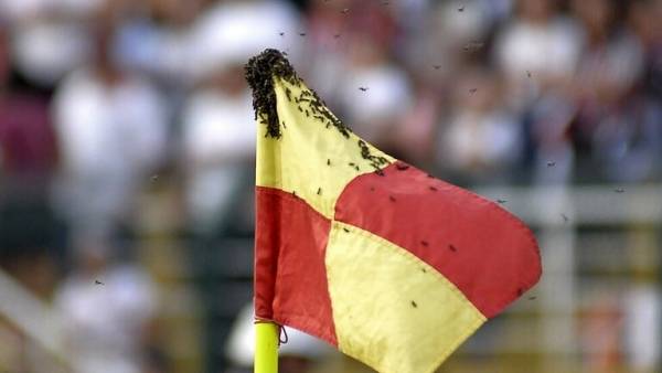 سرب من النحل يهاجم البرازيلي ألفيس خلال تنفيذه ضربة ركنية (فيديو)