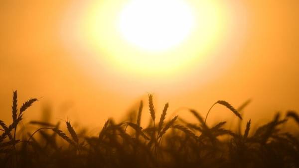 روسيا تقترح إنشاء منظمة أوبك للحبوب