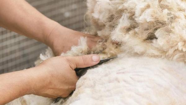 البدء بالمرحلة الاولى من مشروع (اعادة تاهيل البادية جز الصوف) بشكل اتوماتيكي