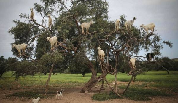 بسبب الماعز... جزيرة مأهولة مهددة بالتدمير