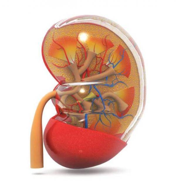 كيف تتشكّل حصوات الكلى؟ .. 7 عوامل