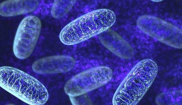 أغرب كائن على الأرض يمتلك ذكاء وتفكير دون دماغ