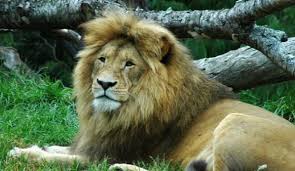 زائر يدخل عرين الأسد في حديقة الحيوان لاستفزازه