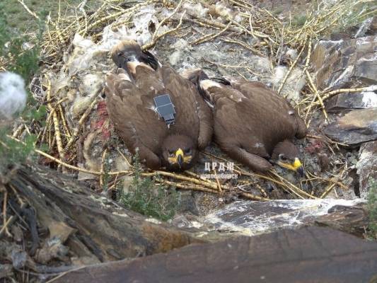 طائر يستنزف ميزانية علماء يتتبعونه بسبب رسائل قادمة من إيران!