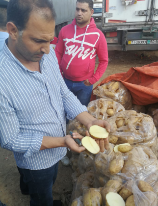 الزراعة: لا وجود لبطاطا مستورة في السوق المحلية