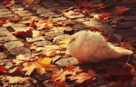 الاثنين ....خريفي مائل للبرودة