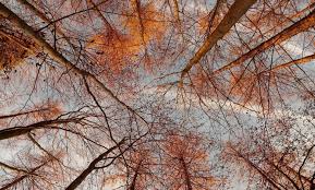 ارتفاع الحرارة واستمرار الاجواء الخريفية