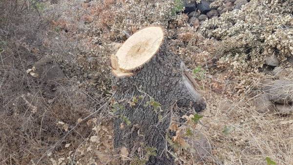 ضبط شخصين اعتديا على اشجار حرجية في كفرنجه