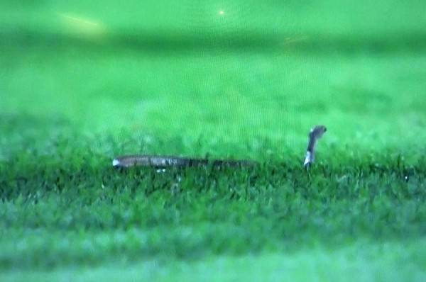 واقعة غريبة ثعبان يوقف مبارة بعد اقتحامه للملعب في السعودية (فيديو)