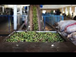 إنذار 9 معاصر زيتون ومخالفة 13 مزرعة أبقار