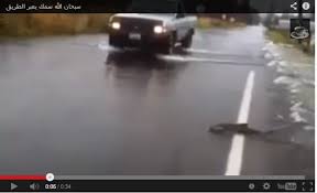بالفيديو.. أسماك تعبر الطريق أثناء مرور السيارات