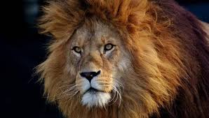 استعان بأسد خلال مشاجرة مع جاره