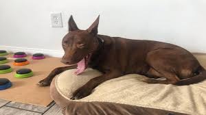 كلبة تجيد التواصل مع البشر باستخدام الكلمات