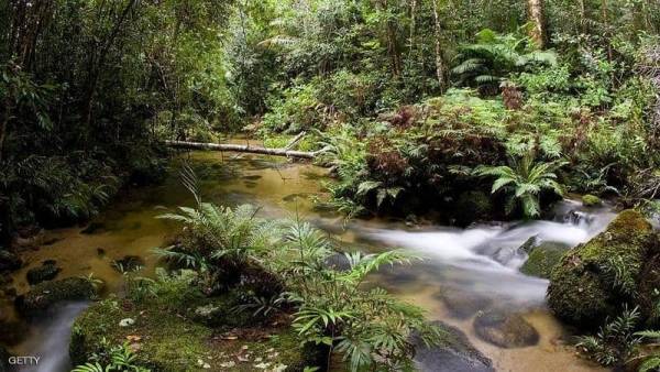 أسترالي ينجو بأعجوبة من الهلاك بعد حادث في الغابة