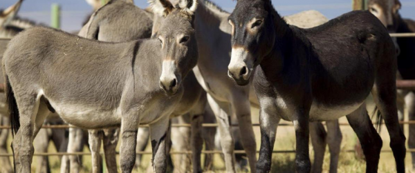 نصف حمير العالم في طريقها إلى الفناء ؟!