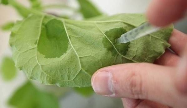 تعرف على أنزيم نباتي يؤخر الشيخوخة