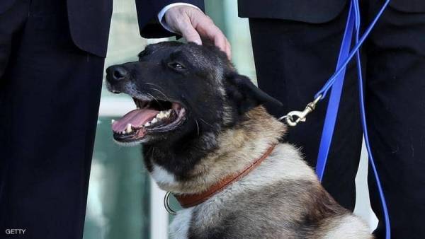 بعد بطولة كونان.. معدات عسكرية جديدة للكلاب الأميركية
