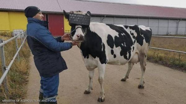 أبقار ترتدي نظارات الواقع الافتراضي لغرض لا يخطر على بال