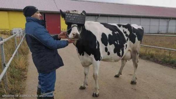 أبقار ترتدي نظارات الواقع الافتراضي لغرض “لا يخطر على بال”