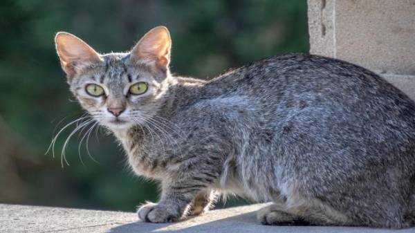 القبض على أميركي يعذب القطط ويرمي جثثها في القمامة