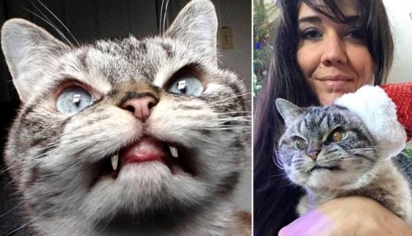 شاهد: قطة دراكولا تجتذب آلاف المتابعين بأنيابها البارزة