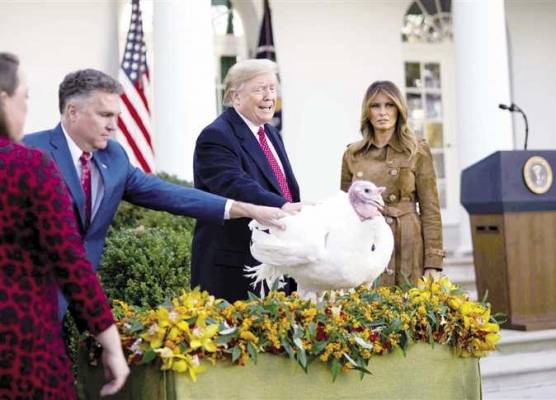 ترامب فى مراسم العفو عن الديك «زبدة»