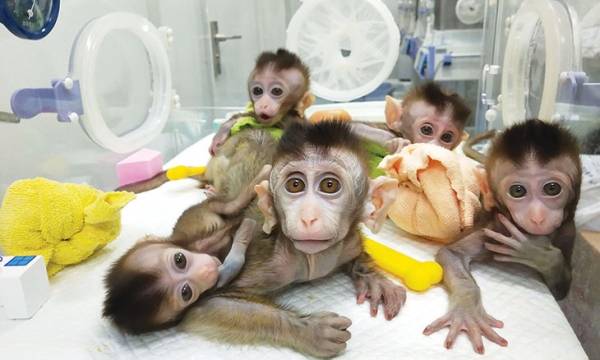 (باحثون صينيون يبتكرون تقنيات تسمح ببقاء أجنة القردة 20 يوماً في المختبر)