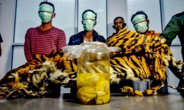 القبض على خمسة أشخاص بتهمة صيد نمور نادرة والاتجار بأجزائها في إندونيسيا (صور)