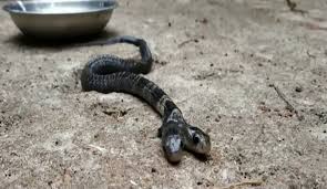ضجة ورعب بعد ظهور أفعى كوبرا قاتلة برأسين