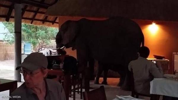 ضيوف غير مرغوب بهم.. أفيال تقتحم مطعما وترعب زبائنه