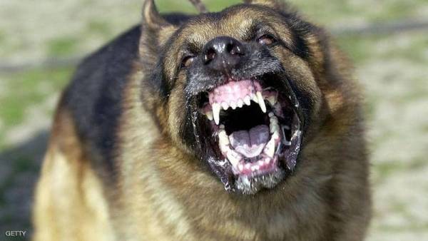 الكلاب الشياطين تأكل رجلا حيا في إسبانيا