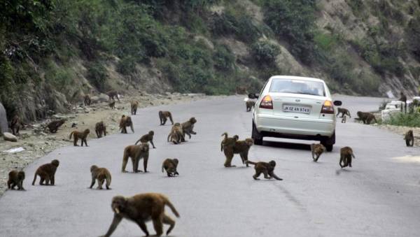 25 ألفا يعيشون معهم.. القردة تزعج سكان نيودلهي