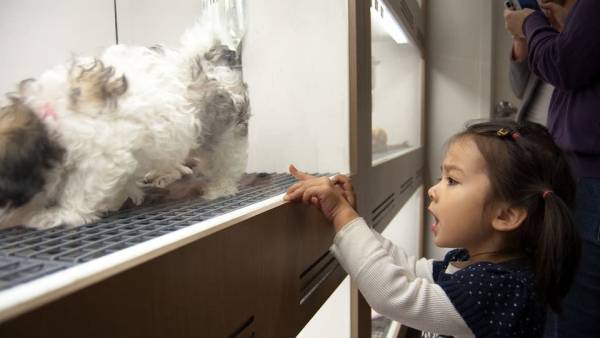 احذروا متاجر الحيوانات الأليفة.. وهذا السبب!