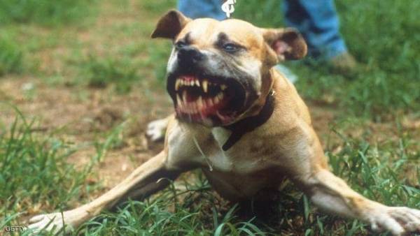 جنون الكلاب.. مقتل امرأة وإصابة أخرى بجروح خطيرة