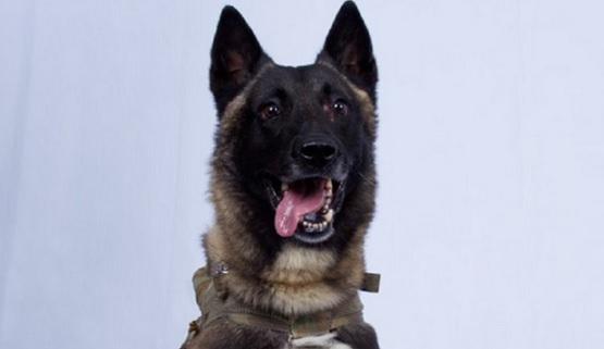 أميركا توقف إرسال كلاب مدربة للأردن