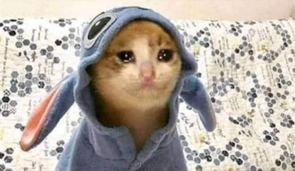 شاهد.. قطة تتصدر تريند مواقع التواصل الاجتماعي!