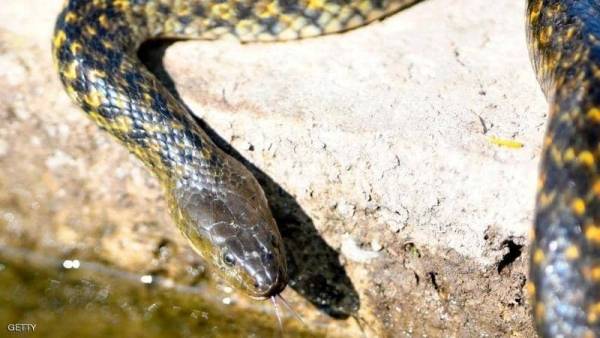 استقلت طائرة وسافرت.. رحلة الأفعى المغامرة تنتهي بـالإعدام