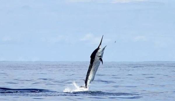 شاهد سمكة أبو سيف غاضبة تطعن سائحا.. وكان هذا مصيره!