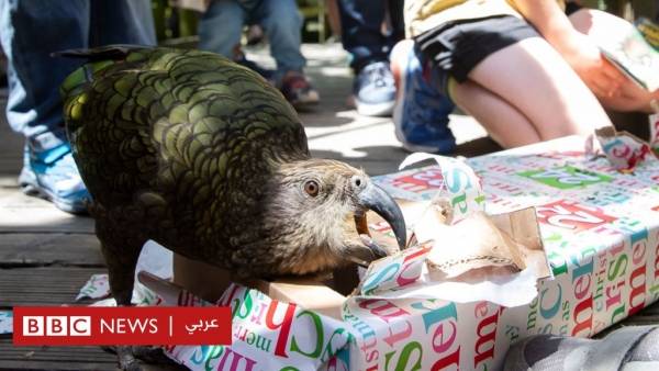 بالصور: الحيوانات أيضا تحصل على هدايا الكريسماس