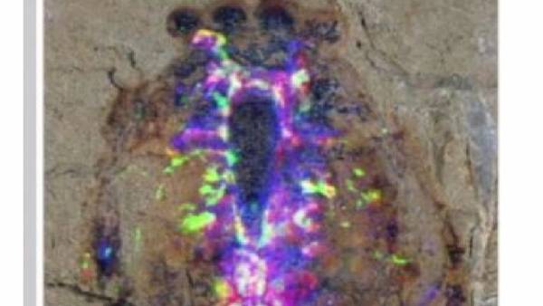 العثور على رفات كائن بدماغ متحجر (صورة)