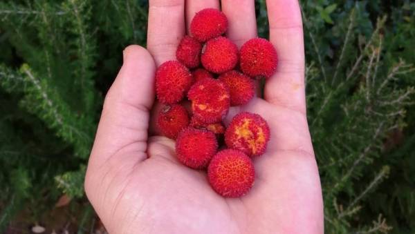 فراولة الجبال بتونس.. علاج للمرضى ومصدر رزق للعائلات