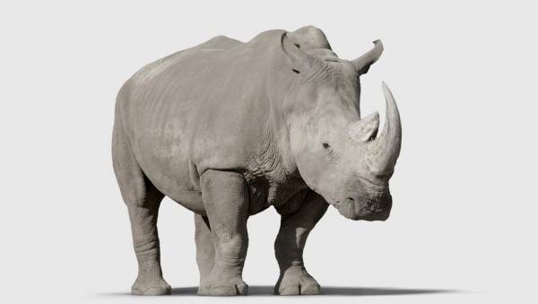 وفاة وحيد القرن الأسود الأطول عمرا في العالم