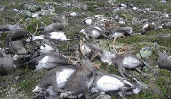 نباتي متحمس يتحول إلى قاتل للحيوانات