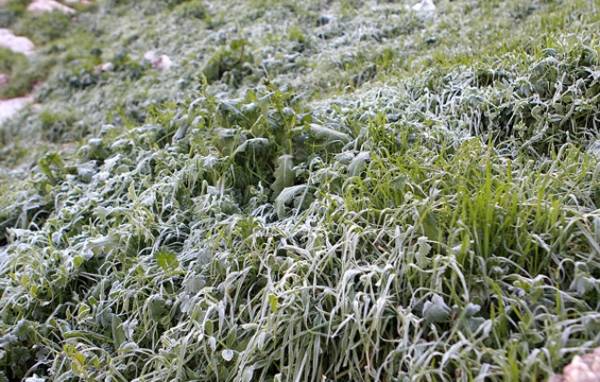 الارصاد تحذر من خطر تشكل الصقيع صباحا