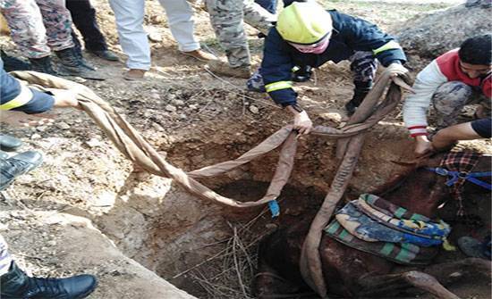 بالصور : الدفاع المدني ينقذ حصان وقع داخل حفرة في عراق الأمير