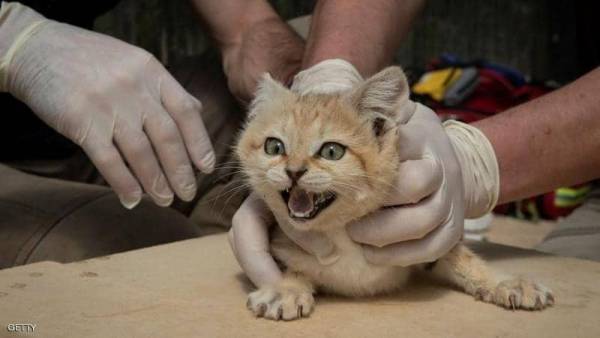 بريطانيا تخيّر أصحاب الكلاب والقطط..إما الرقاقة أو الغرامة