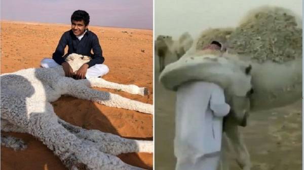 سعودي يروي سر عناق ناقة له يوميا