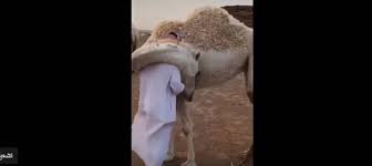 سعودي يروي سر عناق ناقة له يوميا